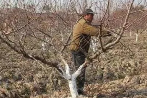 冬季桃树的修剪方法,要在12月份进行