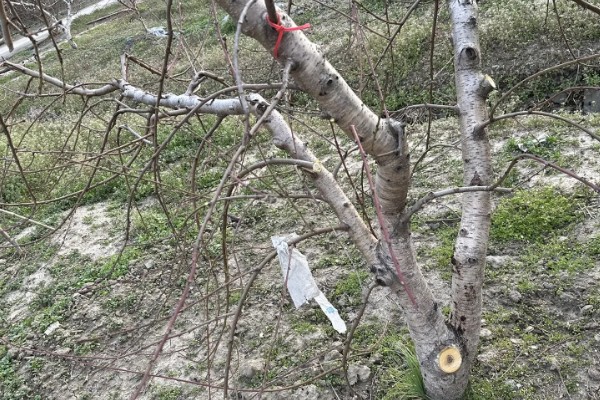 冬季桃树的修剪方法,要在12月份进行