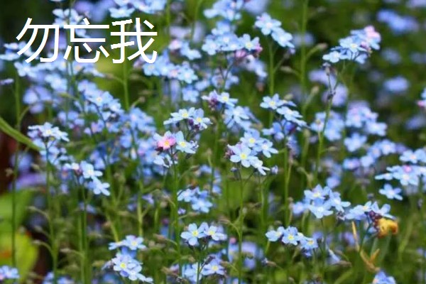 勿忘我和薰衣草有什么区别,高度、花朵、香味等方面不同