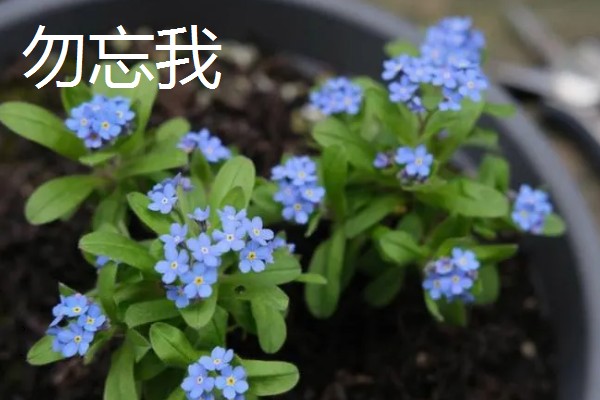 勿忘我和薰衣草有什么区别,高度、花朵、香味等方面不同