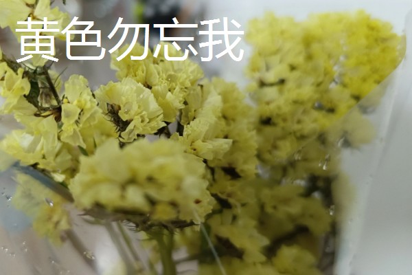 勿忘我和薰衣草有什么区别,高度、花朵、香味等方面不同