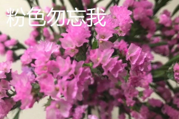 勿忘我和薰衣草有什么区别,高度、花朵、香味等方面不同