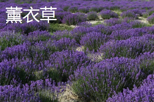 勿忘我和薰衣草有什么区别,高度、花朵、香味等方面不同