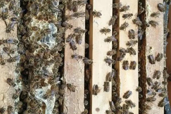 意蜂适合几框过冬，因蜂种、气候、管理方法而异