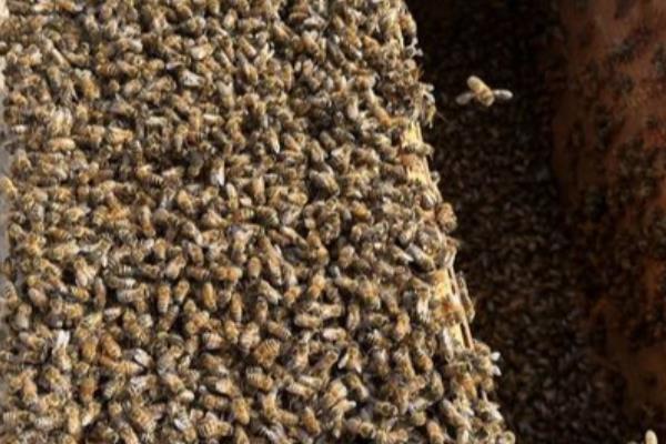 意蜂适合几框过冬，因蜂种、气候、管理方法而异