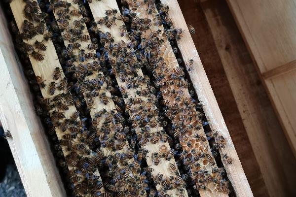 意蜂适合几框过冬，因蜂种、气候、管理方法而异