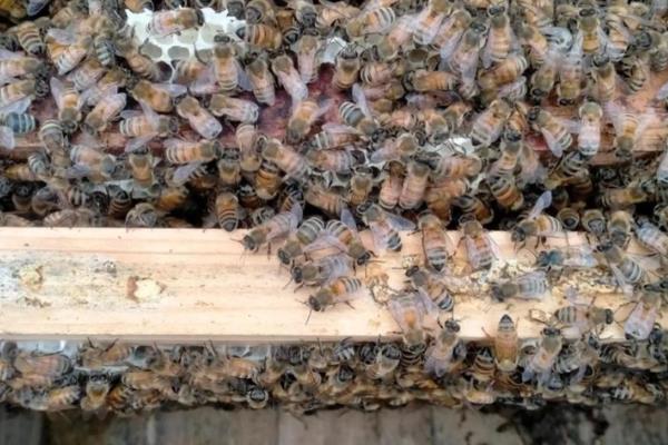 意蜂适合几框过冬，因蜂种、气候、管理方法而异