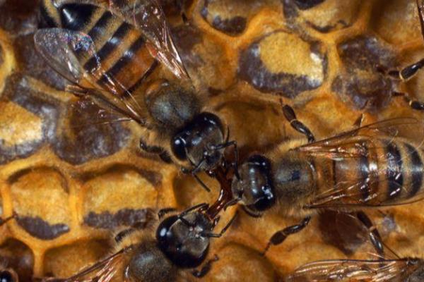 意蜂适合几框过冬，因蜂种、气候、管理方法而异