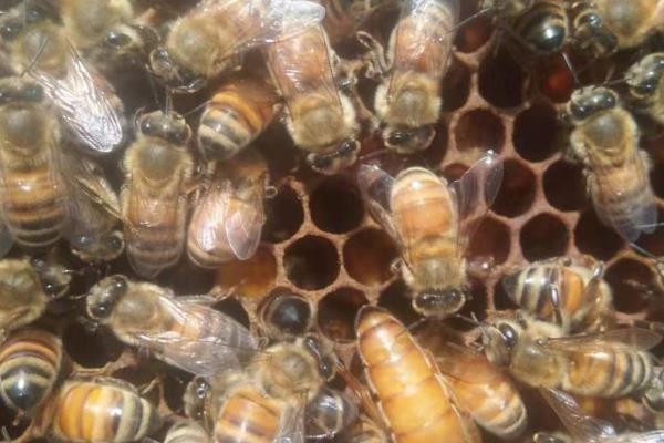 意蜂适合几框过冬，因蜂种、气候、管理方法而异