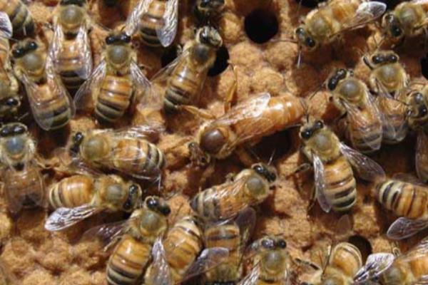 意蜂适合几框过冬，因蜂种、气候、管理方法而异