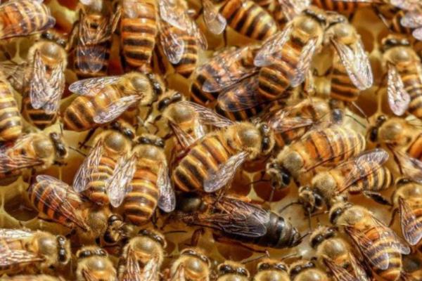 意蜂适合几框过冬，因蜂种、气候、管理方法而异