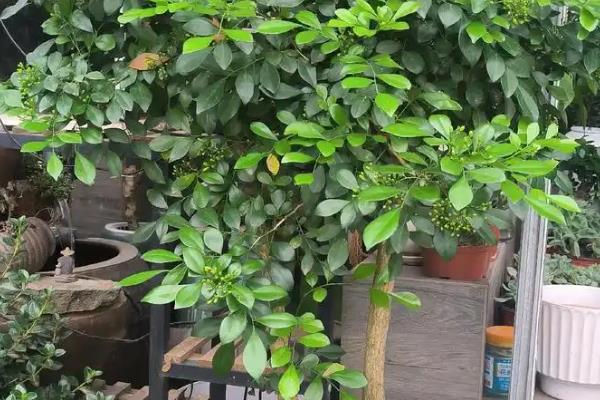 九里香有哪些花语，具有甜蜜温馨、遥远的爱等含义