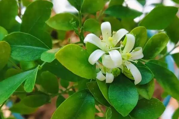 九里香有哪些花语，具有甜蜜温馨、遥远的爱等含义