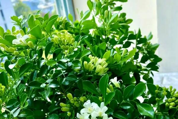 九里香有哪些花语，具有甜蜜温馨、遥远的爱等含义