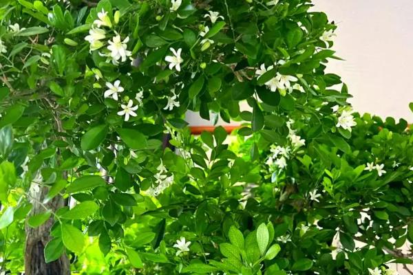 九里香有哪些花语，具有甜蜜温馨、遥远的爱等含义