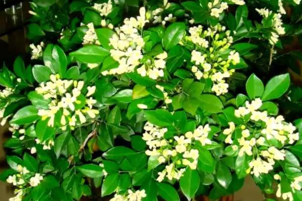 九里香有哪些花语，具有甜蜜温馨、遥远的爱等含义