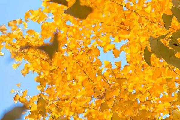 银杏有什么寓意，代表坚韧、守候