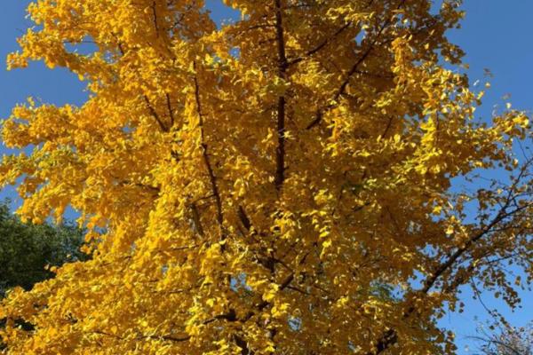 银杏有什么寓意，代表坚韧、守候