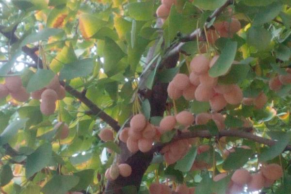 银杏有什么寓意，代表坚韧、守候