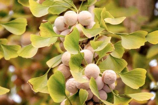 银杏有什么寓意，代表坚韧、守候