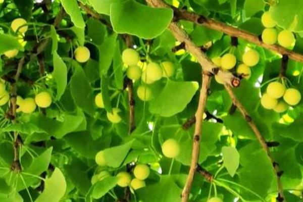 银杏有什么寓意，代表坚韧、守候