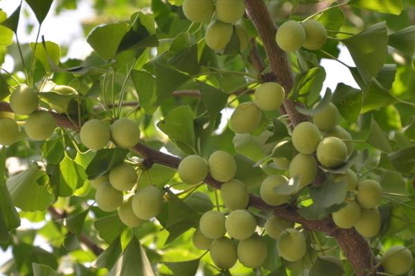 银杏有什么寓意，代表坚韧、守候