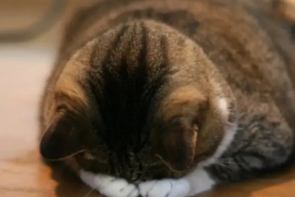 猫咪道歉的方法，表现为眼神躲闪、耳朵下垂等