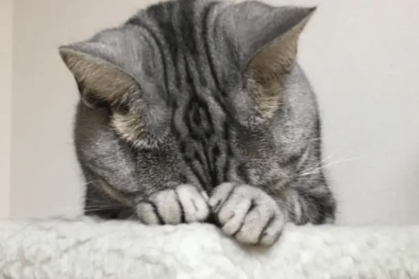 猫咪道歉的方法，表现为眼神躲闪、耳朵下垂等