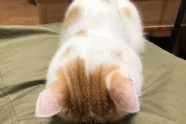 猫咪道歉的方法，表现为眼神躲闪、耳朵下垂等