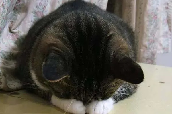 猫咪道歉的方法，表现为眼神躲闪、耳朵下垂等