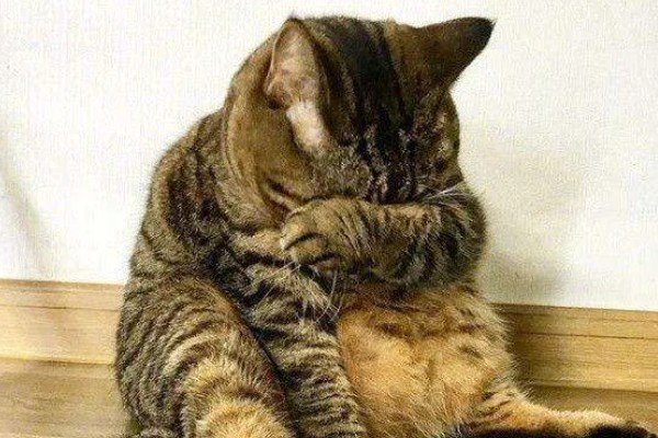 猫咪道歉的方法，表现为眼神躲闪、耳朵下垂等