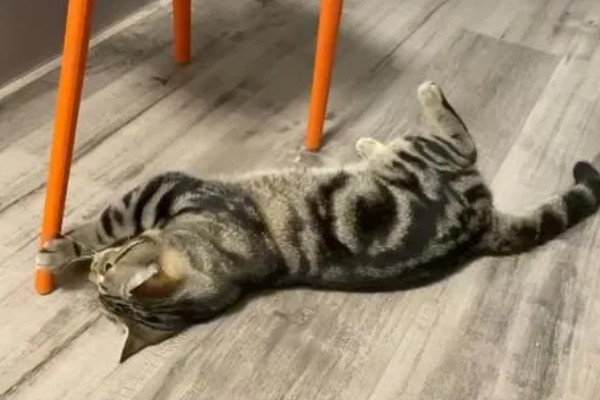 猫咪道歉的方法，表现为眼神躲闪、耳朵下垂等