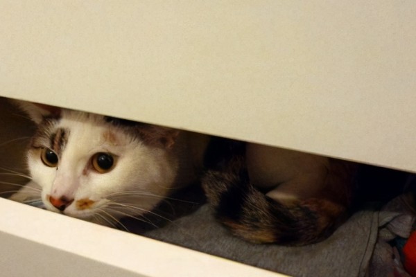 猫咪道歉的方法，表现为眼神躲闪、耳朵下垂等