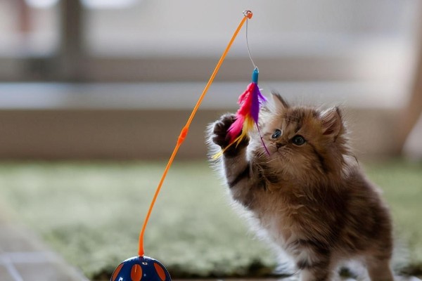 猫咪道歉的方法，表现为眼神躲闪、耳朵下垂等