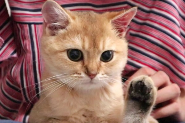 猫咪道歉的方法，表现为眼神躲闪、耳朵下垂等