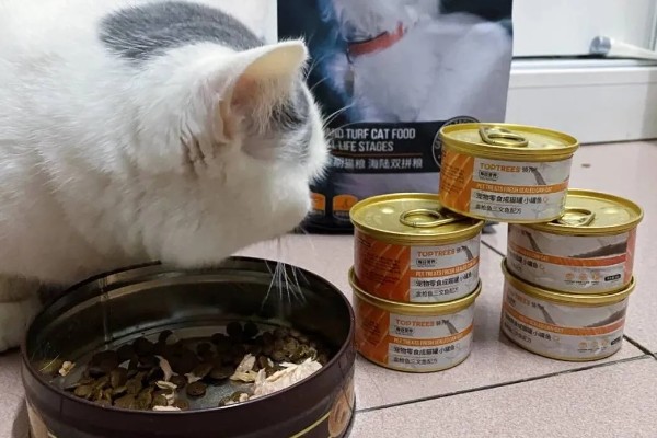 猫咪道歉的方法，表现为眼神躲闪、耳朵下垂等