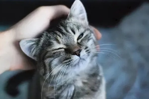 猫咪道歉的方法，表现为眼神躲闪、耳朵下垂等