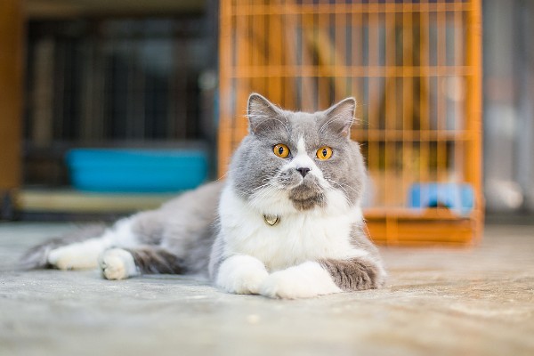 猫咪道歉的方法，表现为眼神躲闪、耳朵下垂等