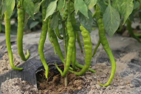 种尖椒用什么土，选择腐殖质含量丰富的土壤