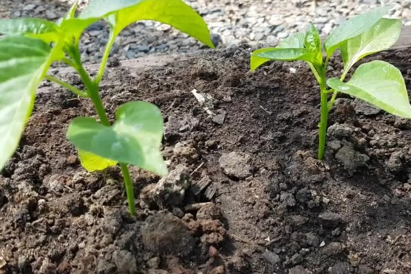 种尖椒用什么土，选择腐殖质含量丰富的土壤