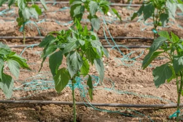 种尖椒用什么土，选择腐殖质含量丰富的土壤