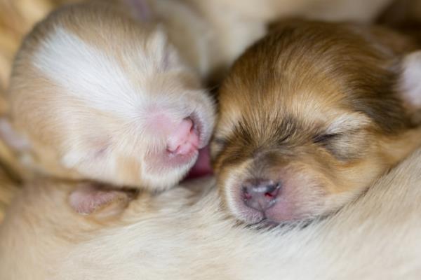 幼犬为什么会感冒咳嗽，营养不足、洗澡着凉都会导致