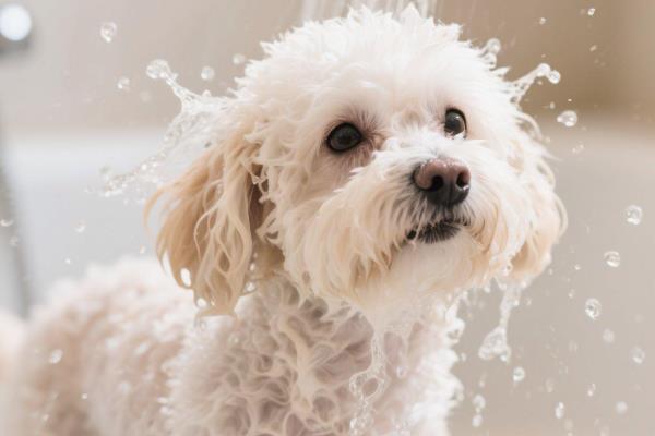 幼犬为什么会感冒咳嗽，营养不足、洗澡着凉都会导致