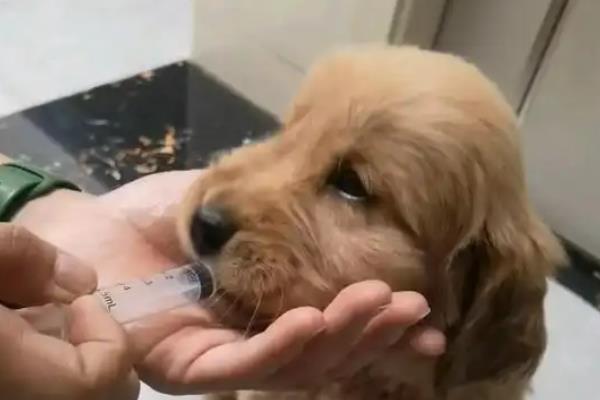 幼犬为什么会感冒咳嗽，营养不足、洗澡着凉都会导致