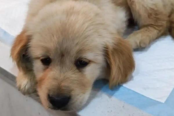 幼犬为什么会感冒咳嗽，营养不足、洗澡着凉都会导致