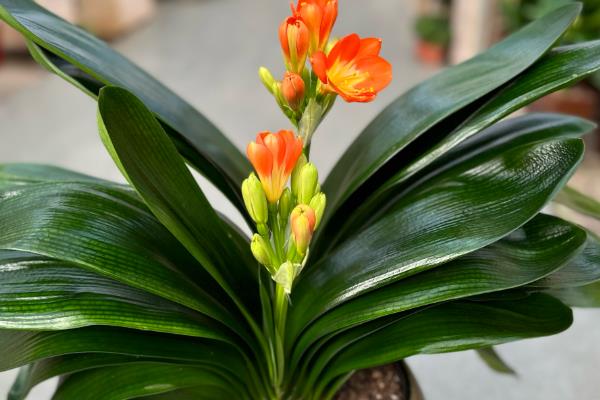 君子兰用普通土行吗，不可以用普通的土种