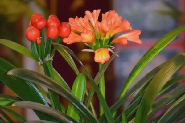 君子兰用普通土行吗，不可以用普通的土种