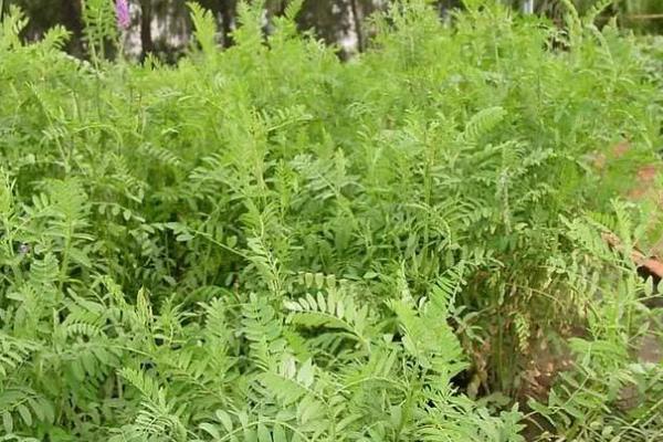 哪些牧草产量比较高，紫花苜蓿年产鲜草6-8吨左右