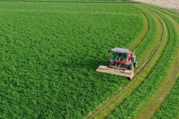 哪些牧草产量比较高，紫花苜蓿年产鲜草6-8吨左右