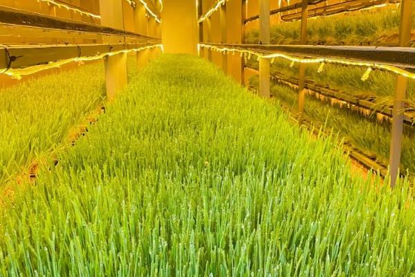 哪些牧草产量比较高，紫花苜蓿年产鲜草6-8吨左右